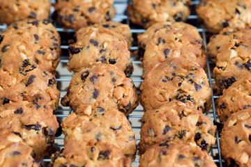 Chocolate chip cookies on a tray rack,Fresh baked cookies,Cookies close up shot.