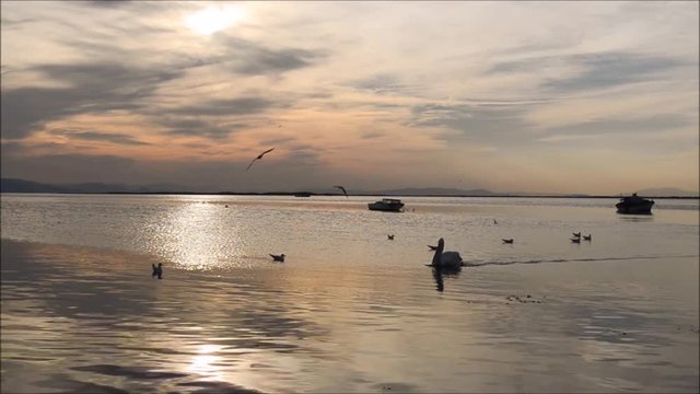 Fishing boats on sea at sunset. Pelicans and seagulls swimming on the sea, silhouette. Seagulls flying over the sea in Izmir - Turkey. 