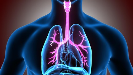 3D illustration Trachea BronchiRespiratory System