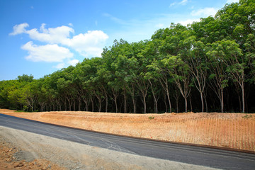 Fototapeta premium Asphalt road view landscape.