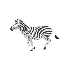 zebra were running
