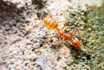 Red ant is drinking water.