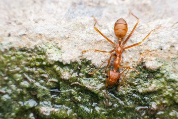 Red ant is drinking water.