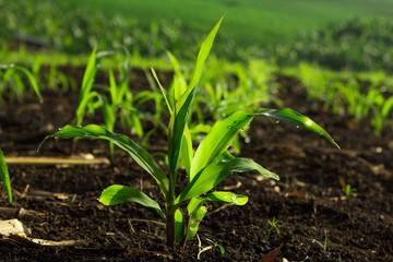 The small corn rows..  in Thailand