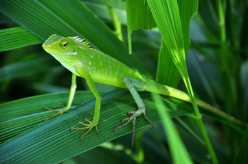 Chameleon in green leaves