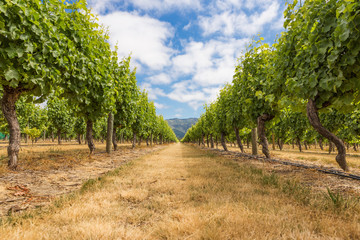Fototapeta na wymiar Bottom view of grape lines at a vineyard in Marlborough, New Zealand