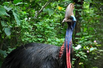 Cassowary Bird