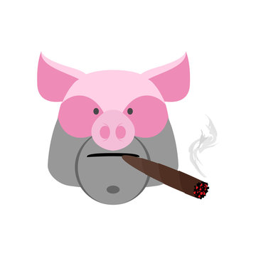 Angry boar with cigar. Aggressive pig isolated