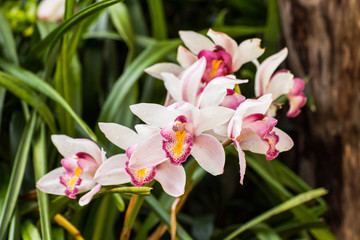 white cymbidium flower