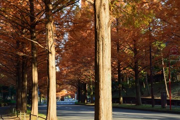 メタセコイア並木の秋の紅葉