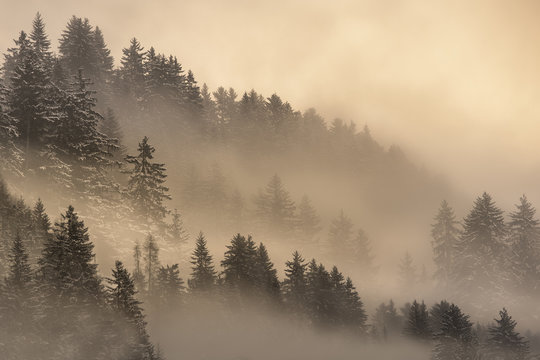 Pine forest in fog at sunrise, Bolzano, Italy 