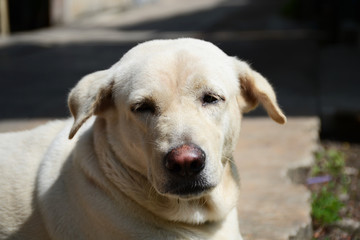 thai dog, dog, local dog, asian, 