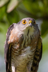 Besra or Little Sparrow Hawks