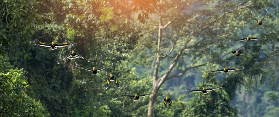 Great hornbill flying, Beautiful bird in nature