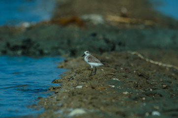 Spoon-billed sandpiper in nature Thailand