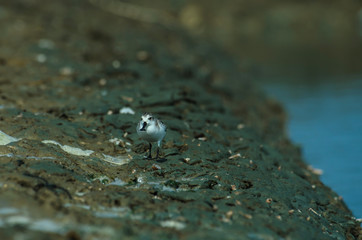 Spoon-billed sandpiper in nature Thailand