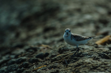 Spoon-billed sandpiper in nature Thailand