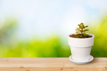plant in white pot on wooden table with natural green and blue sky background.