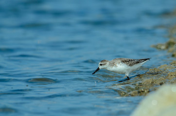 Spoon-billed sandpiper in nature Thailand