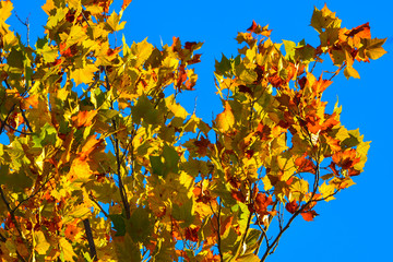 Autumn Maple Leaf Background of gold, red, and green agains a de