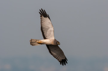 Northern Harrier Hawk in flight California