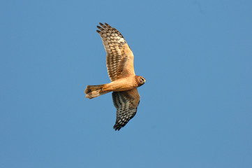 Northern Harrier Hawk in flight California