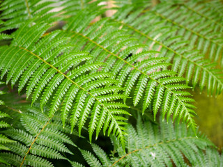 Giant hare's - foot, Polynesiam foot fern