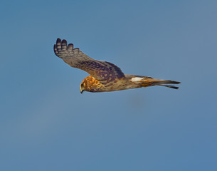 Northern Harrier Hawk in flight California