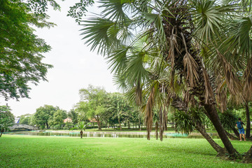 palm trees with green yard in the park