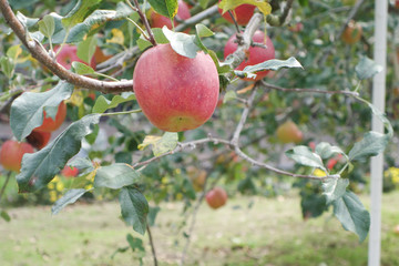 apple_tree