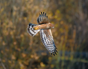 Male Northern Harrier Hawk flying with wings spread wide