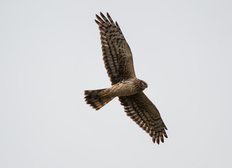 Male Northern Harrier Hawk flying with wings spread wide