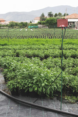 Sage spice plantations