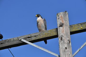 Peregrine Falcon in California surveying from power pole