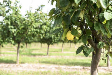 Fototapeta na wymiar Quince orchard