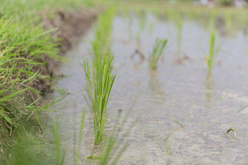 Obraz premium rice field ready to grow in the water.
