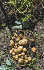 Harvest potatoes in the garden