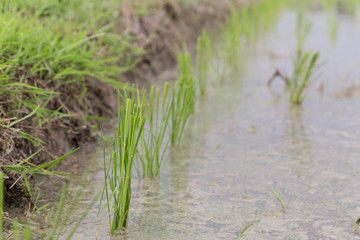 Obraz premium rice field ready to grow in the water.