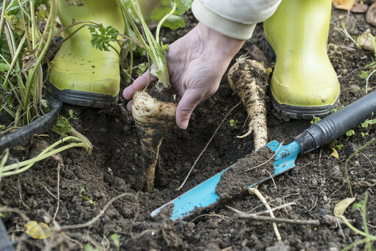 Parsnips in the garden. Woman pulls out parsnips