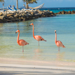 Three flamingos on the beach