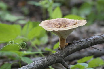 Polyporus tuberaster