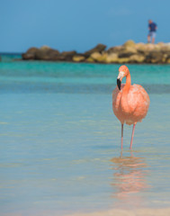 One flamingo on the beach
