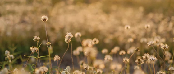 Cercles muraux Fleurs flower/grass flower with sunset light