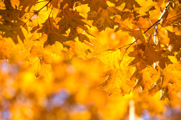 leaves in autumn