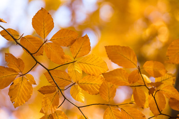 leaves in autumn