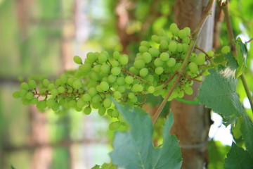 Green grapes