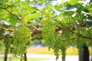 Green grapes