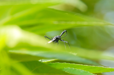 Insect