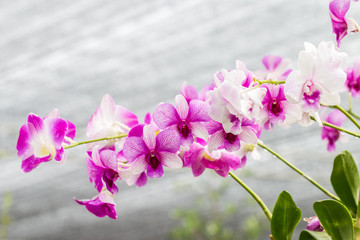 Obraz premium Purple orchids on vintage style.