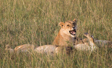 A pride of lions lying in tall grass with one lioness snarling with bared teeth at another lion. Photographed in natural light in Kenya Africa.